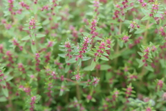 Rotala densiflora